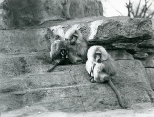 Un petit groupe de trois babouins sacrés adultes et un bébé, parmi les rochers de 