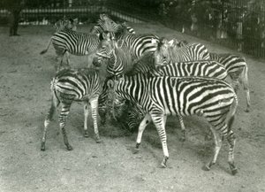 Un petit troupeau de zèbres de Chapman, y compris des jeunes, zoo de Londres en 1923