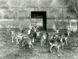 Un petit troupeau de Mouflons au Zoo de Londres en novembre 1926 - Frederick William Bond
