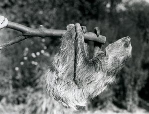 Un paresseux à deux doigts suspendu à une branche coupée, tenue par un gardien, Zoo de Londres, septembre 1925 - Frederick William Bond