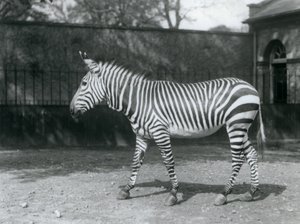 Un zèbre de Hartmann vulnérable debout dans son enclos au zoo de Londres