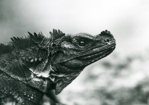 Un lézard à voile vulnérable au Zoo de Londres en 1928 (photo n/b)