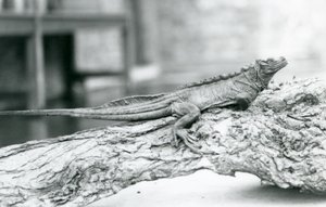 Un lézard à voile vulnérable reposant sur une bûche au Zoo de Londres en 1928 (photo n/b)