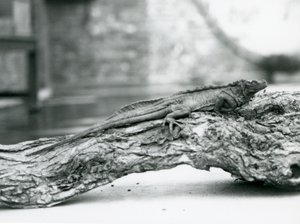 Un lézard à voile vulnérable reposant sur une bûche au Zoo de Londres en 1928 (photo n/b)