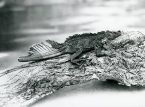 Un lézard à voile vulnérable, avec une queue endommagée, reposant sur une bûche au zoo de Londres en 1929