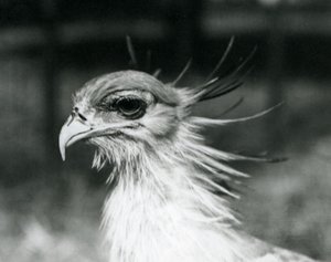 Un secrétaire vulnérable au zoo de Londres en 1928