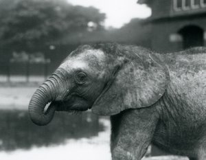 Un jeune éléphant africain avec le bout de sa trompe dans sa bouche, Zoo de Londres, août 1925 - Frederick William Bond