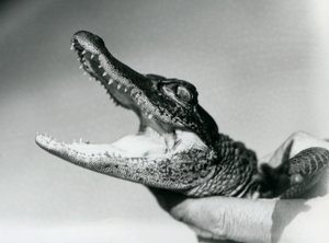 Un jeune alligator tenu par le cou par son gardien, Zoo de Londres, août 1928 - Frederick William Bond