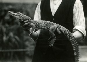 Un jeune Alligator américain tenu par son gardien, Zoo de Londres, 1924