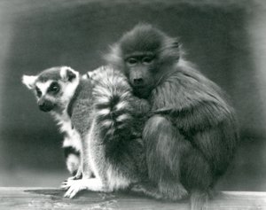 Un jeune babouin se blottit contre un lémurien à queue annelée sur une poutre, zoo de Londres, 1925 - Frederick William Bond