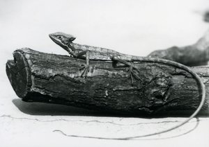 Un jeune lézard basilic reposant sur une bûche au Zoo de Londres en août 1928
