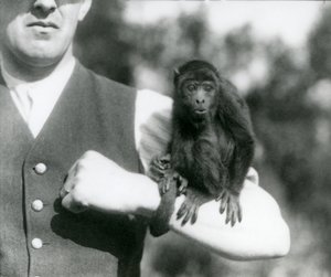 Un jeune singe hurleur noir assis sur le bras d