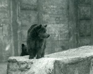 Un jeune ours brun au zoo de Londres, juin 1914 - Frederick William Bond