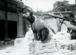 Un jeune ours brun assis sur un rocher au premier plan avec un autre marchant derrière, et un troisième dormant sur une branche, Zoo de Londres, août 1913 - Frederick William Bond