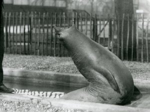 Un jeune éléphant de mer se retournant, Zoo de Londres - Frederick William Bond