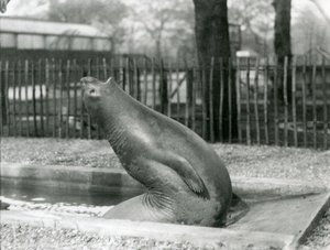 Un jeune éléphant de mer se retournant, Zoo de Londres - Frederick William Bond