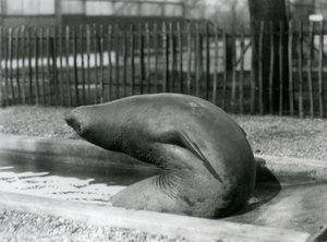Un jeune éléphant de mer se retournant, Zoo de Londres - Frederick William Bond