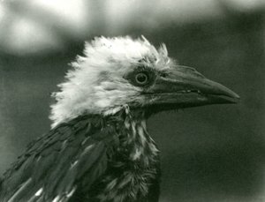 Un jeune calao au Zoo de Londres