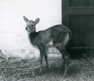 Un jeune Lechwe debout sur du foin, Zoo de Londres, janvier 1926 - Frederick William Bond