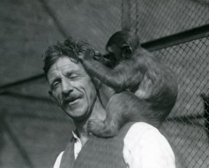 Un jeune singe toilettant les cheveux du gardien Flewin, Zoo de Londres 1928 - Frederick William Bond