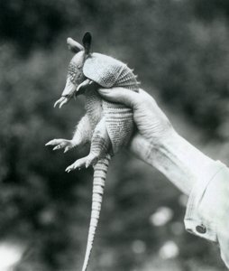 Un jeune tatou à neuf bandes tenu dans la main d