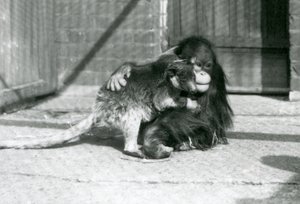 Un jeune orang-outan étreint un kangourou arboricole au zoo de Londres en 1927 - Frederick William Bond