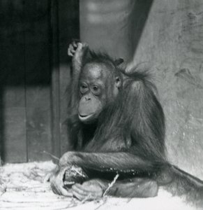 Un jeune orang-outan assis dans son enclos au Zoo de Londres, octobre 1925 - Frederick William Bond