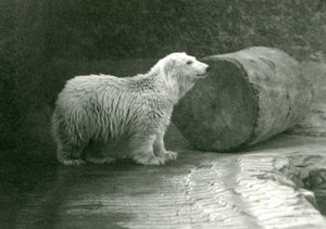 Un jeune ours polaire au Zoo de Londres, novembre 1924 - Frederick William Bond