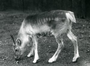Un jeune renne au Zoo de Londres, 1925 - Frederick William Bond
