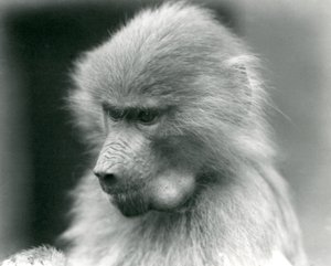 Un jeune babouin sacré avec sa poche buccale pleine, Zoo de Londres, 1925 - Frederick William Bond