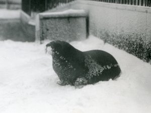 Un jeune morse dans la neige, Zoo de Londres, février 1924 - Frederick William Bond