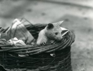 Un jeune opossum albinos regardant hors d