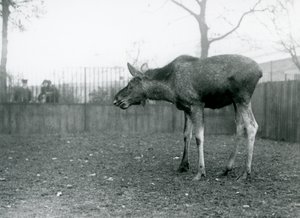 Un jeune Élan/Bison, avec des blessures de bois récemment perdus, debout dans son enclos au Zoo de Londres (photo n/b) - Frederick William Bond