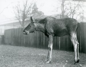 Un jeune élan mâle, avec des blessures de bois récemment perdus, dans son enclos au Zoo de Londres - Frederick William Bond