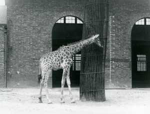 Une jeune girafe femelle debout devant un arbre, dans le paddock à l