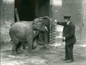 Jeune éléphante indienne avec le gardien H. Robertson, Zoo de Londres, 22 février 1922 - Frederick William Bond