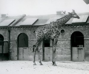 Un jeune girafe mâle debout dans son enclos devant la Maison des Girafes, Zoo de Londres