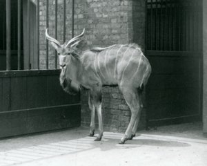 Un jeune mâle Grand Koudou debout dans son enclos au Zoo de Londres en 1929 (photo n/b) - Frederick William Bond