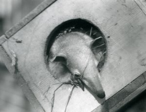 Un jeune tamandua regardant hors de sa boîte de nidification, Zoo de Londres, avril 1925 - Frederick William Bond