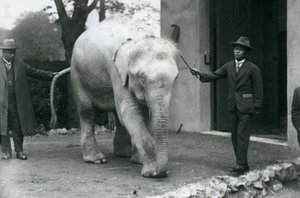 Un éléphant birman albinos avec des assistants dont le Dr. Saw Po Min, zoo de Londres, mai 1926 - Frederick William Bond