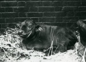 Un veau de buffle du Cap africain, né dans la ménagerie le 8 février 1927, couché dans la paille, zoo de Londres, février 1927 - Frederick William Bond