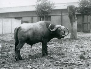 Un buffle d