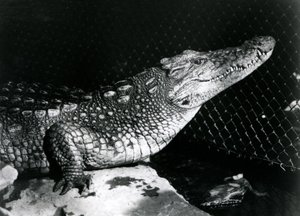 Un alligator américain au Zoo de Londres en septembre 1924