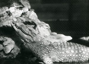 Un alligator américain reposant dans une piscine, regardant vers les rochers au bord de la piscine, Zoo de Londres