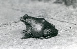 Une grenouille taureau américaine, Zoo de Londres, 1925