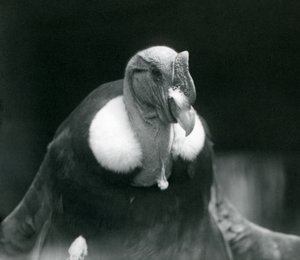 Un Condor des Andes au Zoo de Londres en 1926 - Frederick William Bond