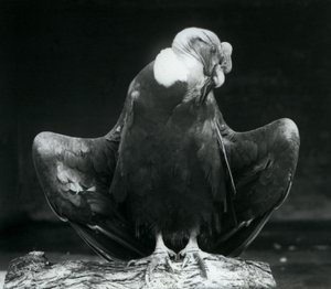 Un condor des Andes reposant sur une bûche, Zoo de Londres, 1925 - Frederick William Bond