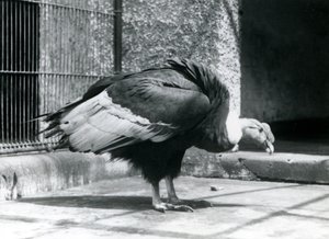 Un vautour des Andes debout sur le sol de son enclos au zoo de Londres en juillet 1925 - Frederick William Bond