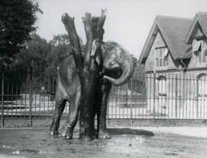 Un éléphant asiatique se grattant derrière l