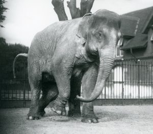 Un éléphant d